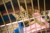 Eine besitzlose Katze im Tierheim: Für Fundtiere ist die Stadt zuständig, für wilde Streuner nicht. Tierschutzvereine wie der in Tettnang lassen freilaufende Tiere sterilisieren oder kastrieren, damit die Katzenpopulation nicht überhand nimmt. Oft au