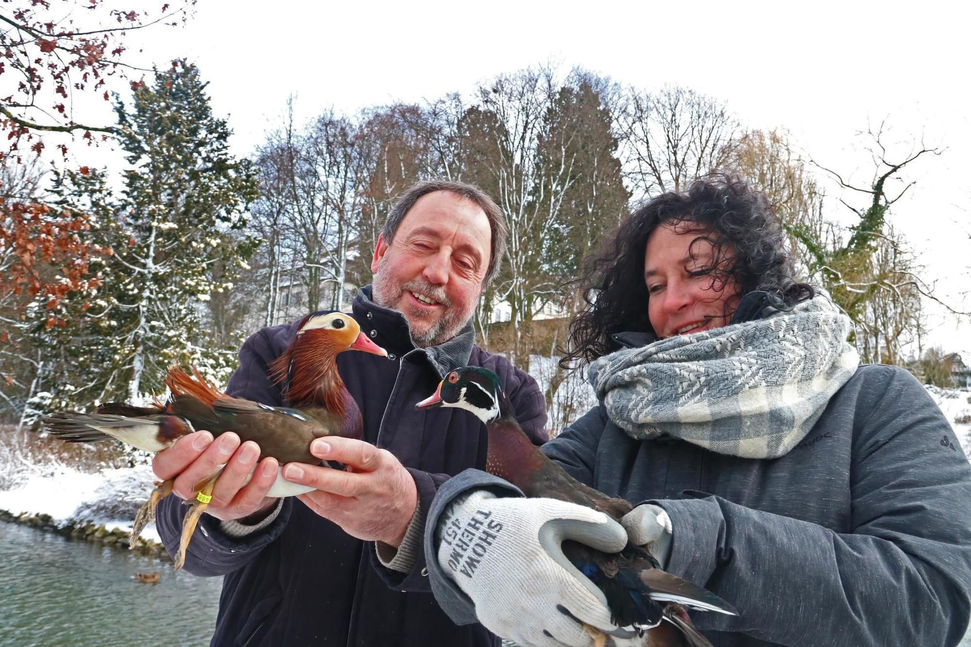 15 Zierenten machen den Wildenten Konkurrenz