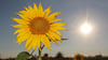 Die Sonne scheint hinter einem Sonnenblumenfeld im schleswig-holsteinischen Klanxbüll. Foto: Bodo Marks