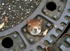 Polizei befreit Eichhörnchen aus Gully-Deckel 
