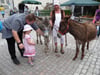 Die kleine Sabrina aus Siggen, hier mit ihrem Papa, überwand ihre anfängliche Schüchternheit und ging mit dem Esel spazieren.