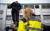  Drei Fahrer der Tiertransporter durften nach der Polizeikontrolle in Ulm nicht mehr weiterfahren. Ein Mann verstieß gleich gegen mehrere Vorschriften.