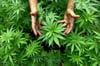  Ein 43-Jähriger hat in seinem Keller Cannabispflanzen angebaut.