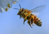  Privatleute und Firmen können den Aufbau und die Pflege neuer Bienenvölker fördern.