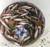 Ungeklärte Ursache: Dutzende Fische verenden bei Bürgermoos