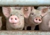 
Nicht artgerecht gehalten werden Schweine in einem Betrieb im nördlichen Alb-Donau-Kreis. 
