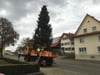  Der Weihnachtsbaum in Primisweiler wird aufgestellt.