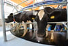 Gegner wollen den in Hahnennest geplanten Bau eines Stalls für 1000 Milchkühe mit einer Petition verhindern.