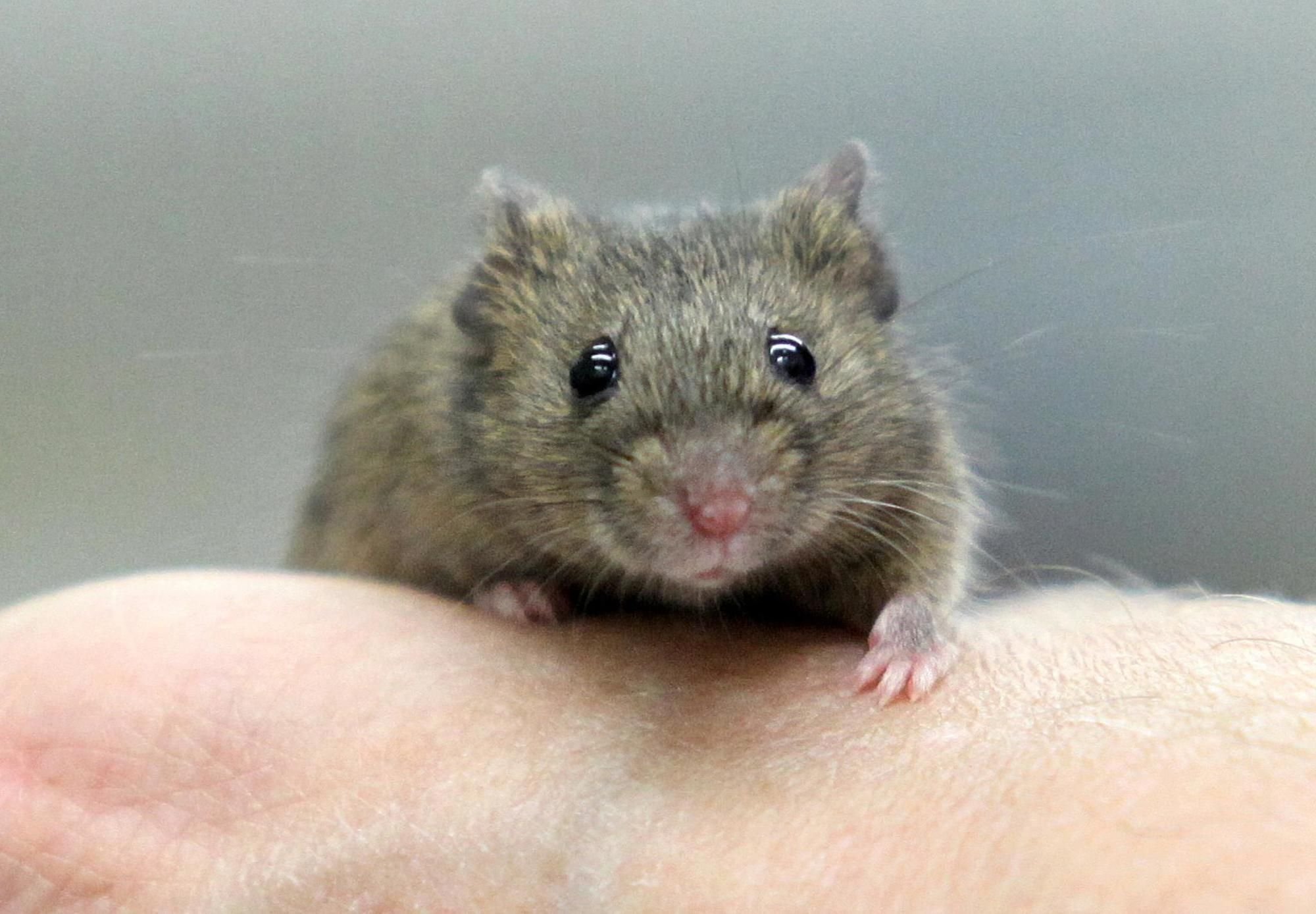 Mäuse befallen Kita - Kinder müssen umziehen