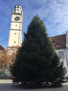  Ein prachtvolles Exemplar: der neue Weihnachtsbaum auf dem Marienplatz in Ravensburg.