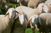 49 Schafe starben, als sie von einem Zug überrollt wurden. Der Schäfer hat einen schlimmen Verdacht.