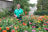 Jürgen Andelfinger schneidet Blumen im Beet der Ehinger Stadtgärtnerei. Die Pflanzen brauchen viel Wasser in diesem Sommer.