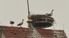  Das Nest auf dem Kirchtrum in Schura gehört einem Storchenpaar. Doch die haben vor den Nilgänsen Reißaus genommen.