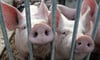 
Die Schweine in einem Stall im Südwesten Laichingens sorgten für dicke Luft bei Anwohnern. Nun will der Landwirt freiwillige Maßnahmen gegen die Stinkerei ergreifen.
