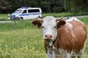 Kühe trampeln Urlauberin tot - Landwirt muss Schadensersatz zahlen