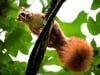 Eichhörnchen löst Einbrecheralarm aus