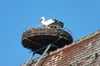 In Tannhausen ist der erste Storch gelandet