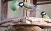  Wer Vögel füttern möchte, sollte ein paar Dinge beachten. Im Netz der Futterknödel können sich die Tiere verfangen.