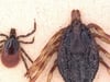 Dreimal größer als eine gewöhnliche Zecke: Sie verfolgt Menschen Dutzende Meter weit