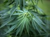 Weiter Diskussion um Freigabe von Cannabis