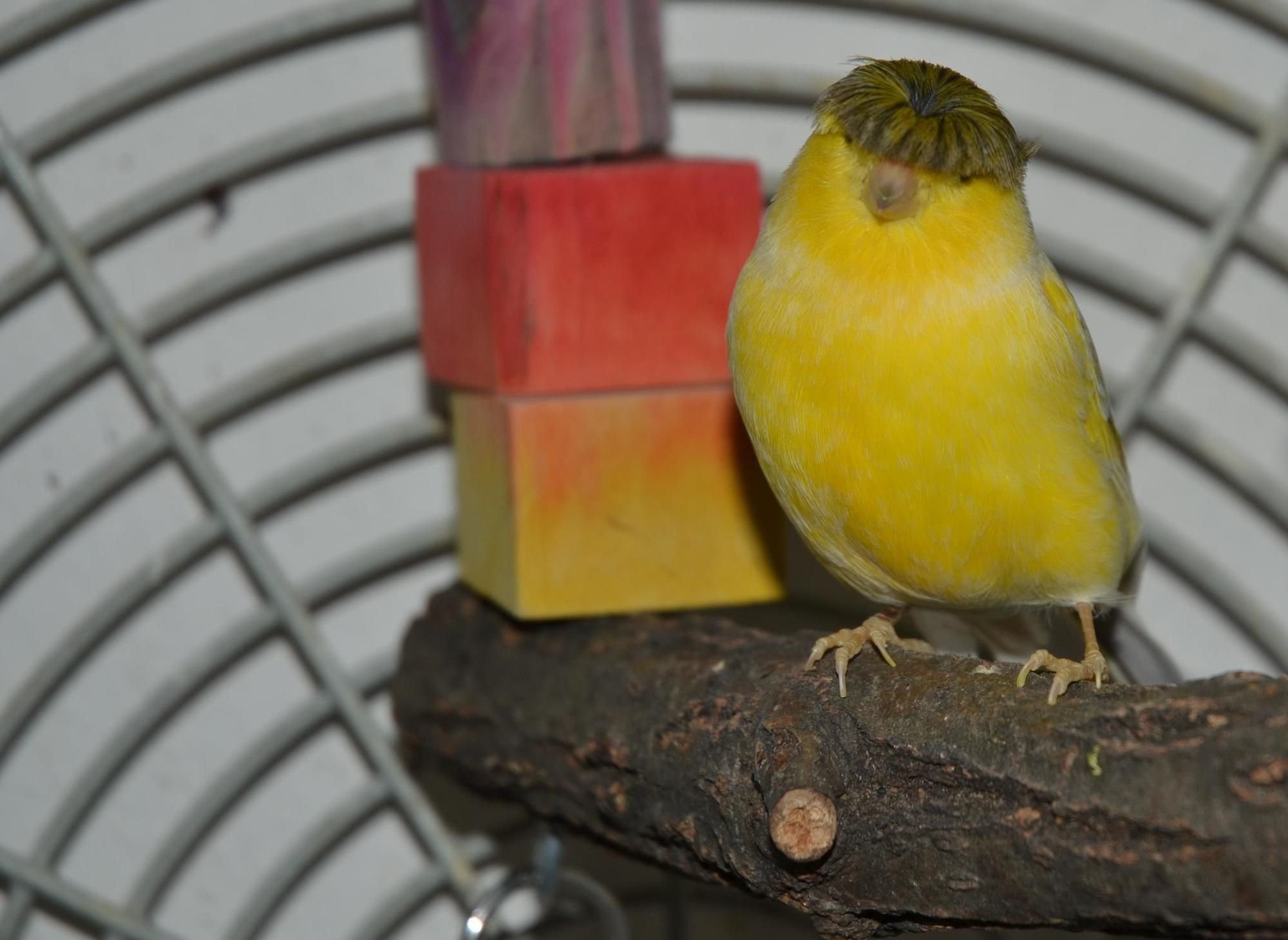 Haubenkanarienvogel „Beatle“ sucht ein neues Zuhause