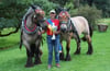 Ein starkes Team: Robert Pritzi mit seinen beiden Holländischen Kaltblutpferden Mala und Emil.