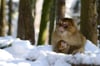 
Komm kuscheln: Wenn Schnee liegt, rücken die Affen in Kuschelgruppen zusammen und halten sich auf diese Weise warm.
