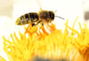 
Um die Lebensgrundlage der Bienen und deren Populationsrückgang ist es beim jüngsten Stammtisch der GOL gegangen.
