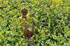 Ein erfreuliches Wachstum trotz großer Hitzeperiode: Die Energiepflanze Silphie wächst Landwirtin Gabi Maier und ihrer Tochter Linda aus Sommersbach buchstäblich über den Kopf.