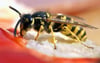 
Eine Wespe zu töten kann laut Bußgeldkatalog teuer werden. 

