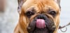 Hundehalter kritisieren Meßkircher Hundesteuererhöhung