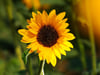 
Wer hat die größte Sonnenblume? Diese Frage stellt sich derzeit wieder in Rechtenstein.
