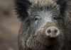 
Wildschweine gelten als Grund für die Ausbreitung der Afrikanischen Schweinepest.
