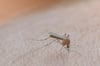 Johanniter geben Erste-Hilfe-Tipps bei Mückenstichen