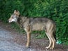 Neues Foto: Wolf hat Überlingen verlassen