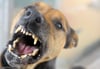 Kampfhunde sind in Bodnegg unerwünscht