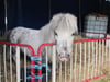 Das kleinste Pony Europas ist eine der Attraktionen von Circus Quaiser. Bild: Wilfried Koch