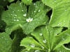 Frauenmantel (Alchemilla)