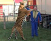 
Dompteur Sascha Prehn mit einem seiner Tiger beim Training in Aldingen.
