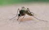 Die Zahl der Mücken hat sich in der Region wegen der hohen Temperaturen im Mai stark erhöht. 