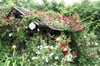 Rosen so weit das Auge reicht: Gärten wie diesen haben die mehr als 1000 Besucher in Erolzheim und Edelbeuren besichtigt.