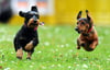 Meßkirch erhöht die Hundesteuer deutlich