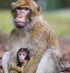 Wie man Chef einer großen Affenbande wird – und bleibt