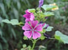 Wilde Malve (Malva sylvestris)