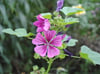 Malve ‚Alba‛