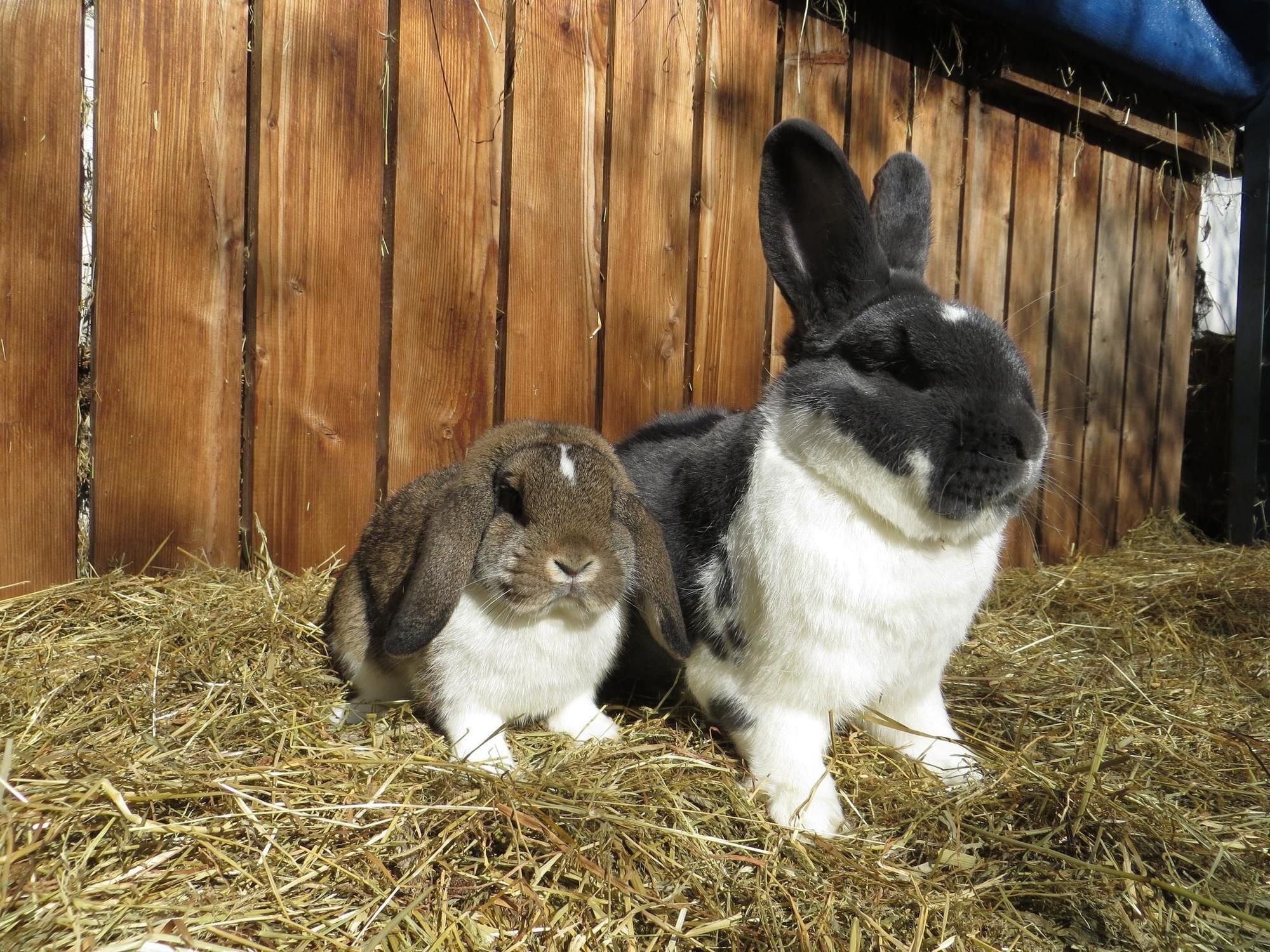 Kleintierschau ist am Wochenende in Kißlegg
