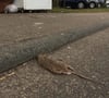 Eine tote Ratte hat vor den Altglascontainern in der Aalener Straße gelegen.