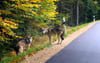 Der Screenshot aus einem Video zeigt zwei Wölfe an einer Straße bei Lindberg im Bayerischen Wald. Eine Familie hatte auf der Fahrt zum Kindergarten die Wölfe gesichtet und mit einem Mobiltelefon aus dem Auto gefilmt.