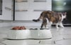 Katze vergiftet - wohl kein tödlicher Köder