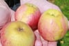 Heimische Äpfel teurer und weniger schön